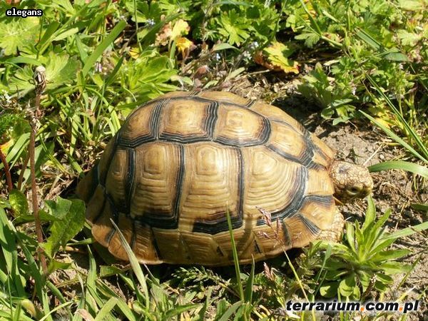 new kleinmanni female